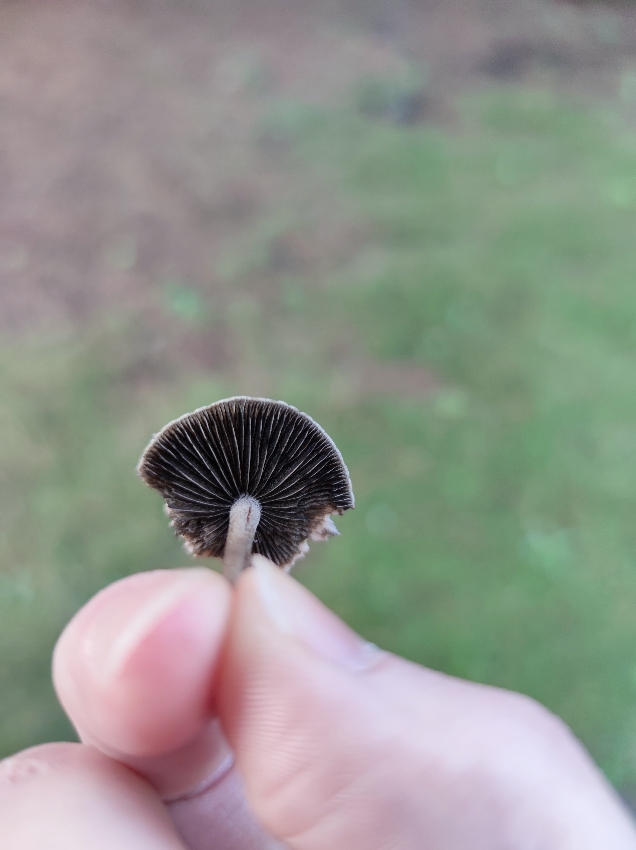 Identificazione di un fungo